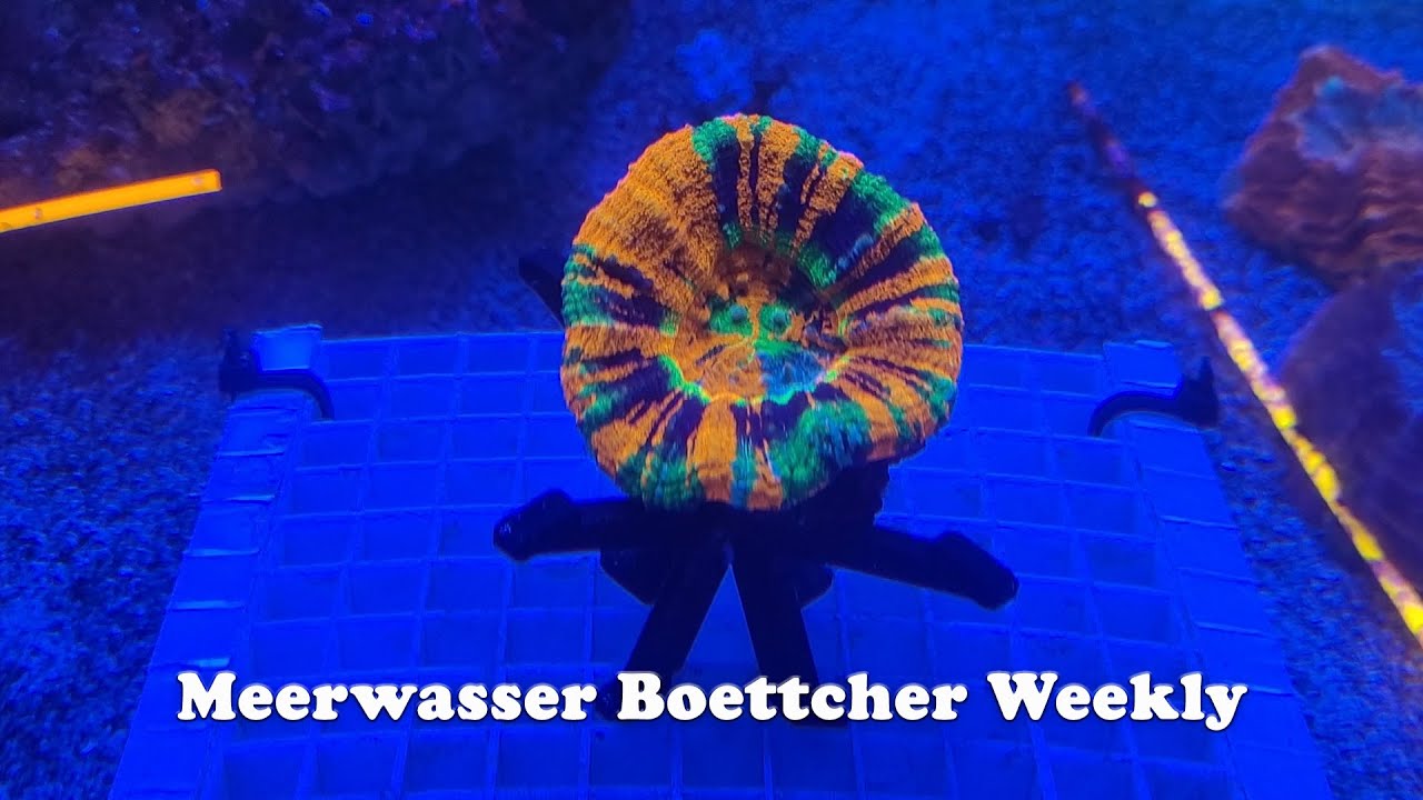 Meerwasser Boettcher Weekly KW49