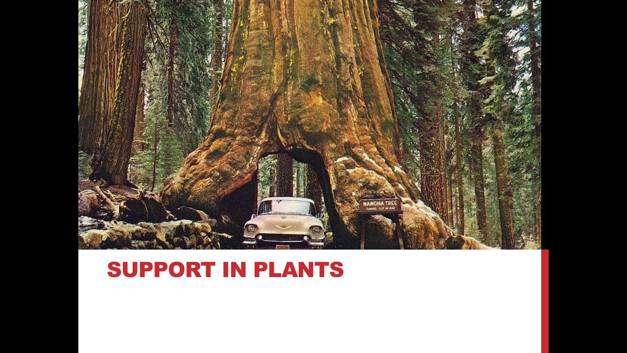 Support & Movement - Introduction and Support in Plants (Urdu) Chapter 16, Lecture 01