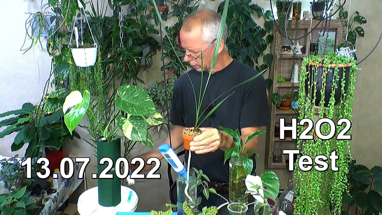 H2O2 Wasserstoffperoxid für Pflanzen nutzen Hydrokultur Hydroponik und Substrat Teil 2