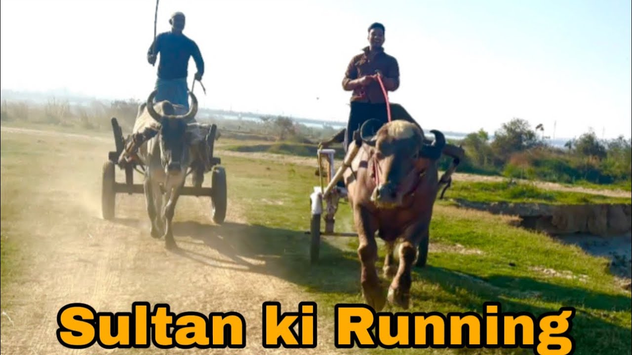 Sultan ne takkar maar dee gaadi pr bhagte bhagte || @Bull vlog