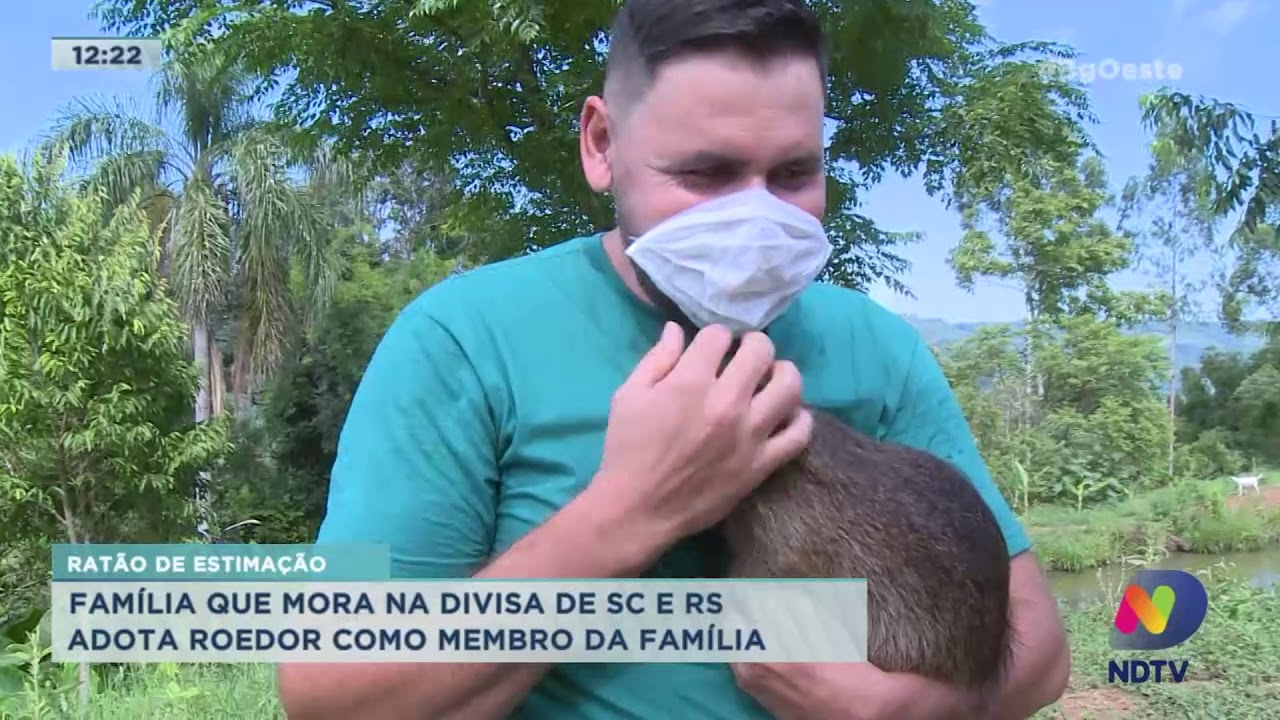 Ratão de estimação: Família que mora na divisa de SC e RS adota roedor como membro da família