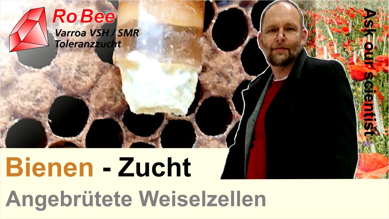 Integrierte K&ouml;niginnenzucht mit angebr&uuml;teten Weiselzellen
