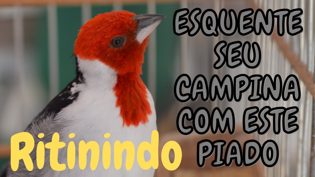 PIADO DE GALO DE CAMPINA RITININDO PARA FOGUEAR MACHO
