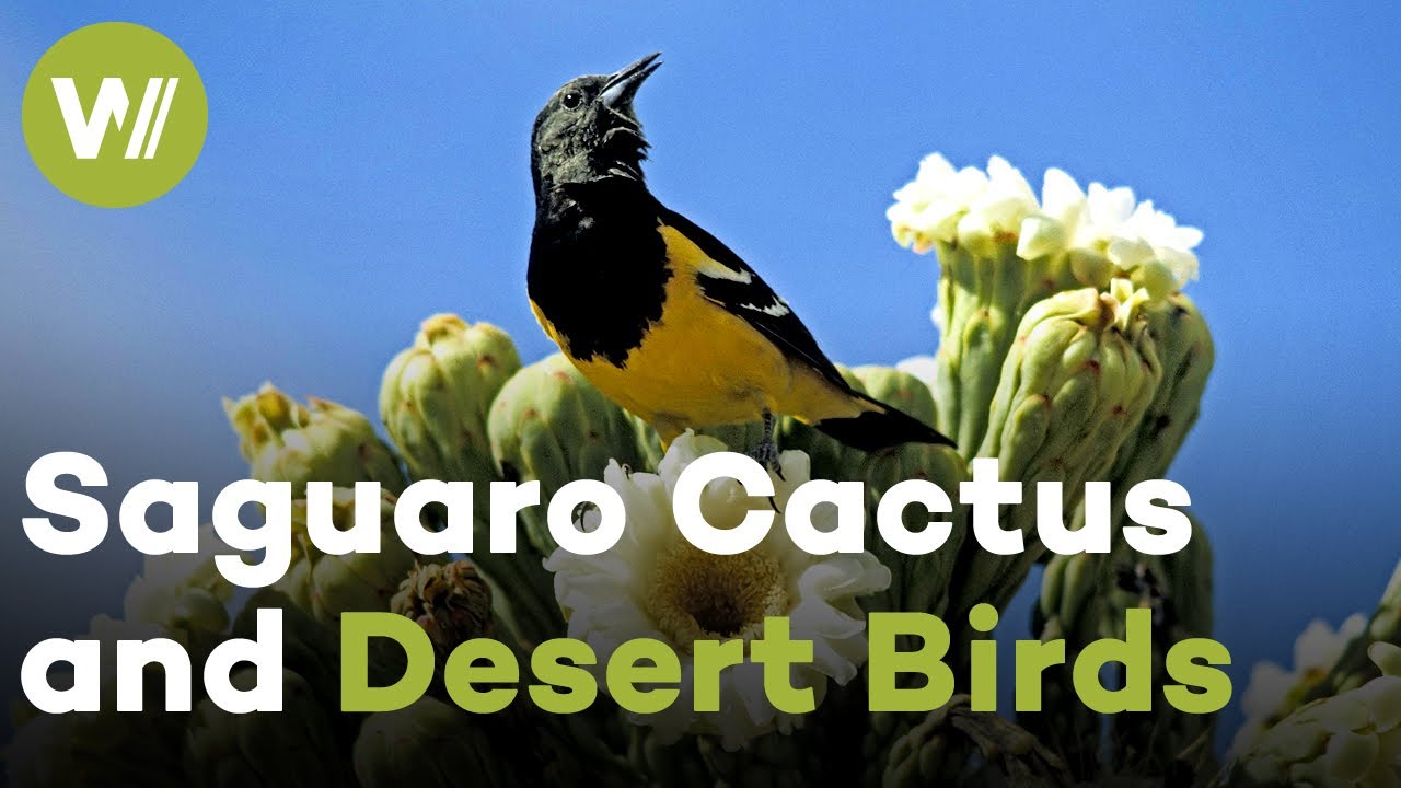 Desert birds feast on the nectar of the Saguaro Cactus and fertilize it at the same time