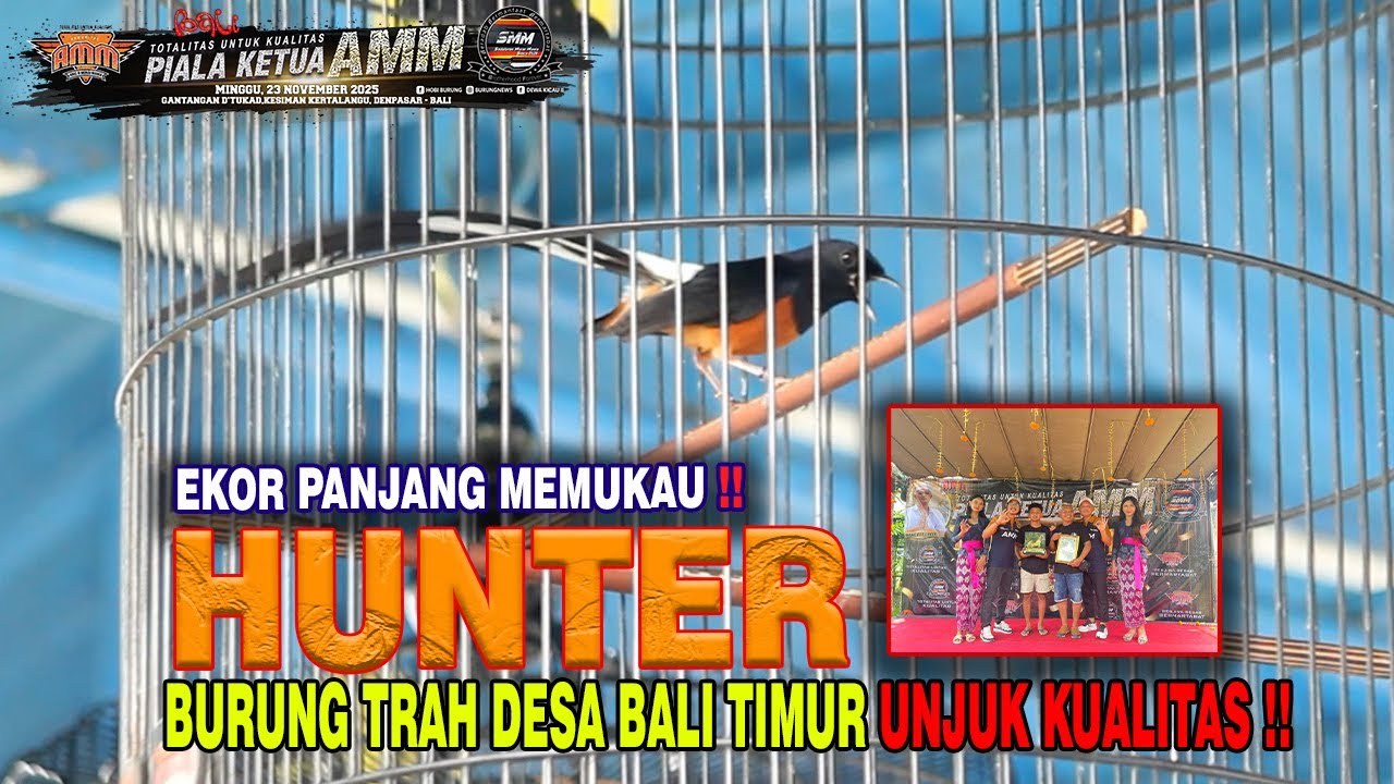 PIALA KETUA AMM FEAT SMM BALI- MURAI BATU HUNTER BURUNG DARI DESA UJUNG BALI TIMUR UNJUK KUALITAS 🔥
