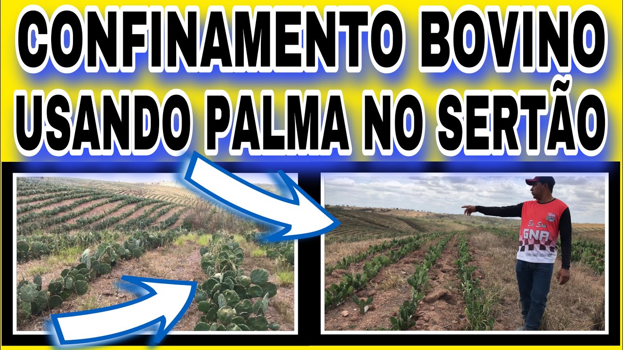CONFINAMENTO BOVINO USANDO PALMA NO SERTÃO