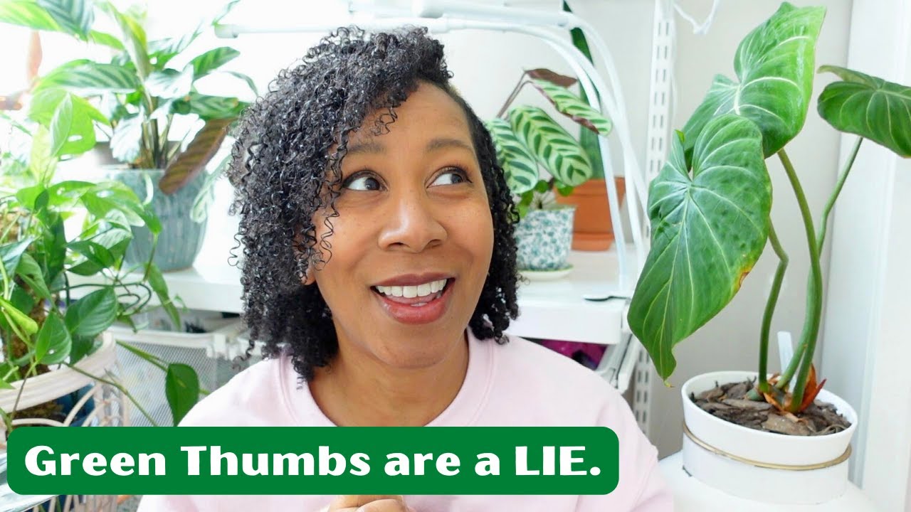 🪴 10 Tips For Houseplant Beginners (Stop Buying Fake Plants!)