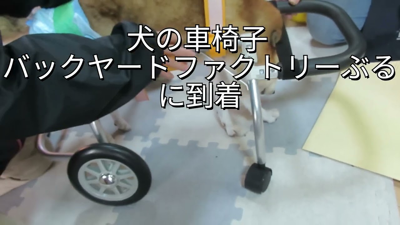 犬メンタリー健信は柴犬　犬の車椅子2号機を受け取りに行った帰りダムパークいばきたに寄りました