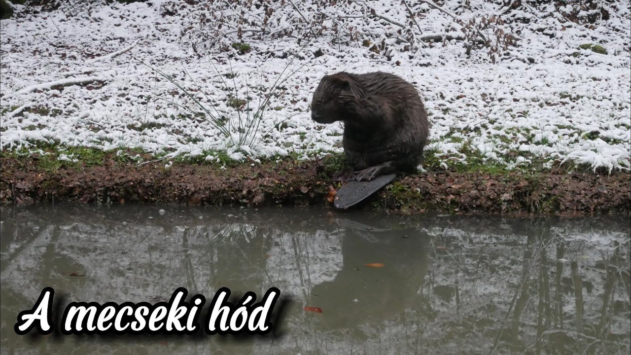 A mecseki hód