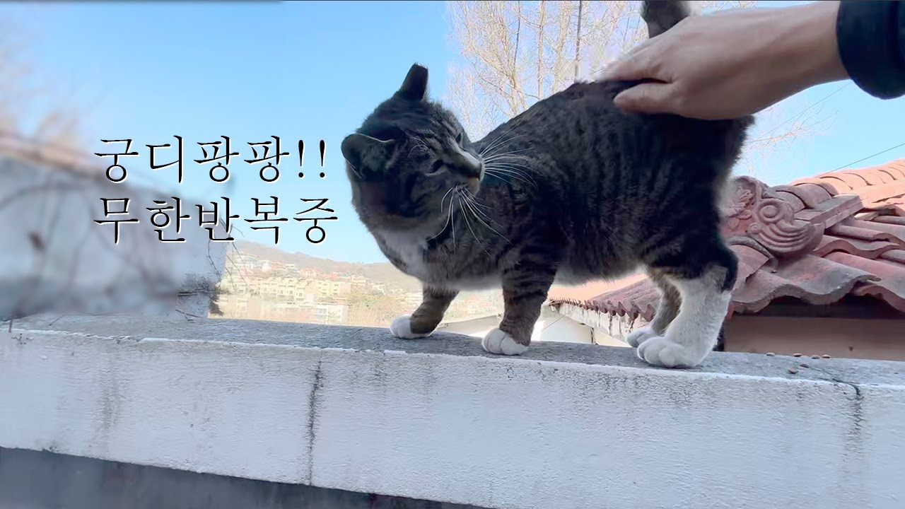 강아지보다 더 사람을 잘 따르는 길냥이! 애교로 먹고 사는 길냥이 미자~