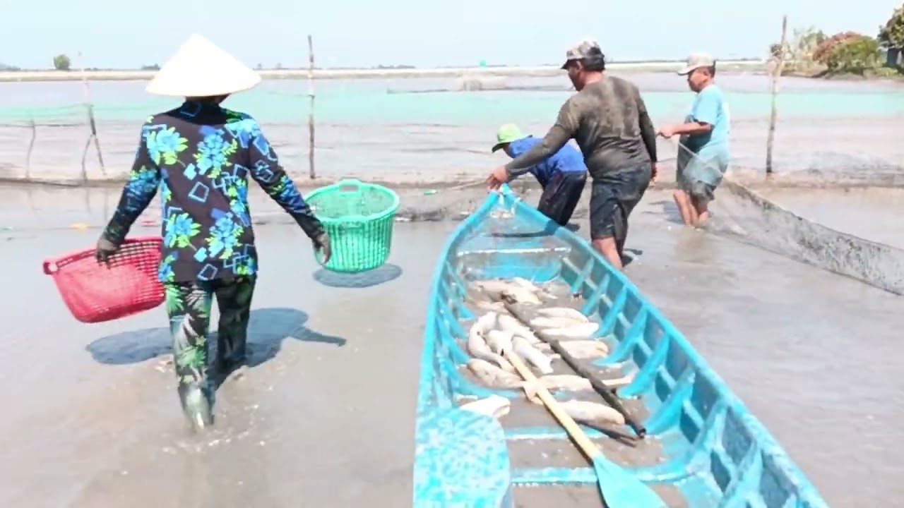 Trúng cá mè hoa nuôi ruộng rồi cả nhà 