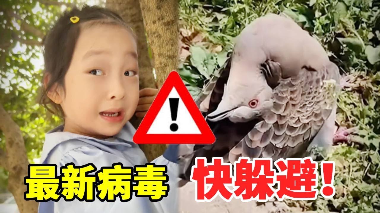 最新病毒来袭！动物这样的反应就是警告！简直是生死危机！#萌娃#安全#正能量#安全知识【大钱小钱双胞胎姐妹】