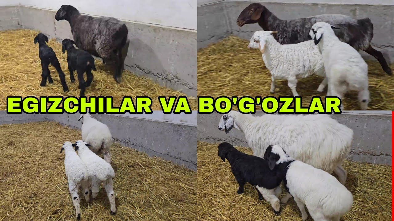 Bo'g'oz qoraquloqlar  va egiz tuqqan qo'ylarni zo'rlaridan 9-mart, 2026