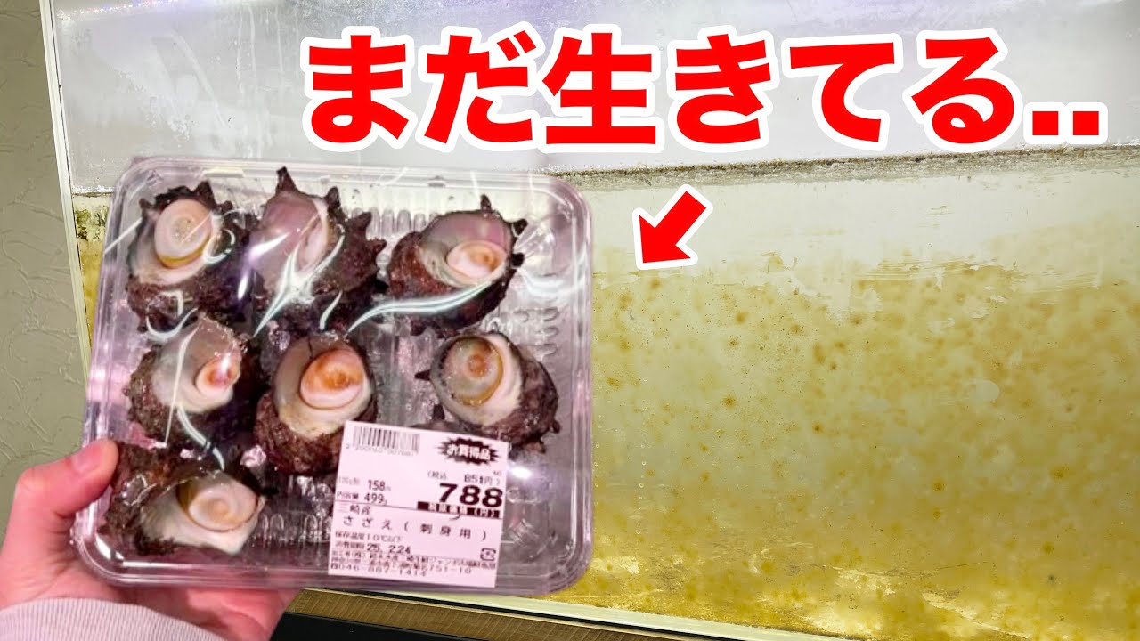 鮮魚スーパーで買った瀕死のサザエを汚れた水槽に入れたら大変なことになった..！！