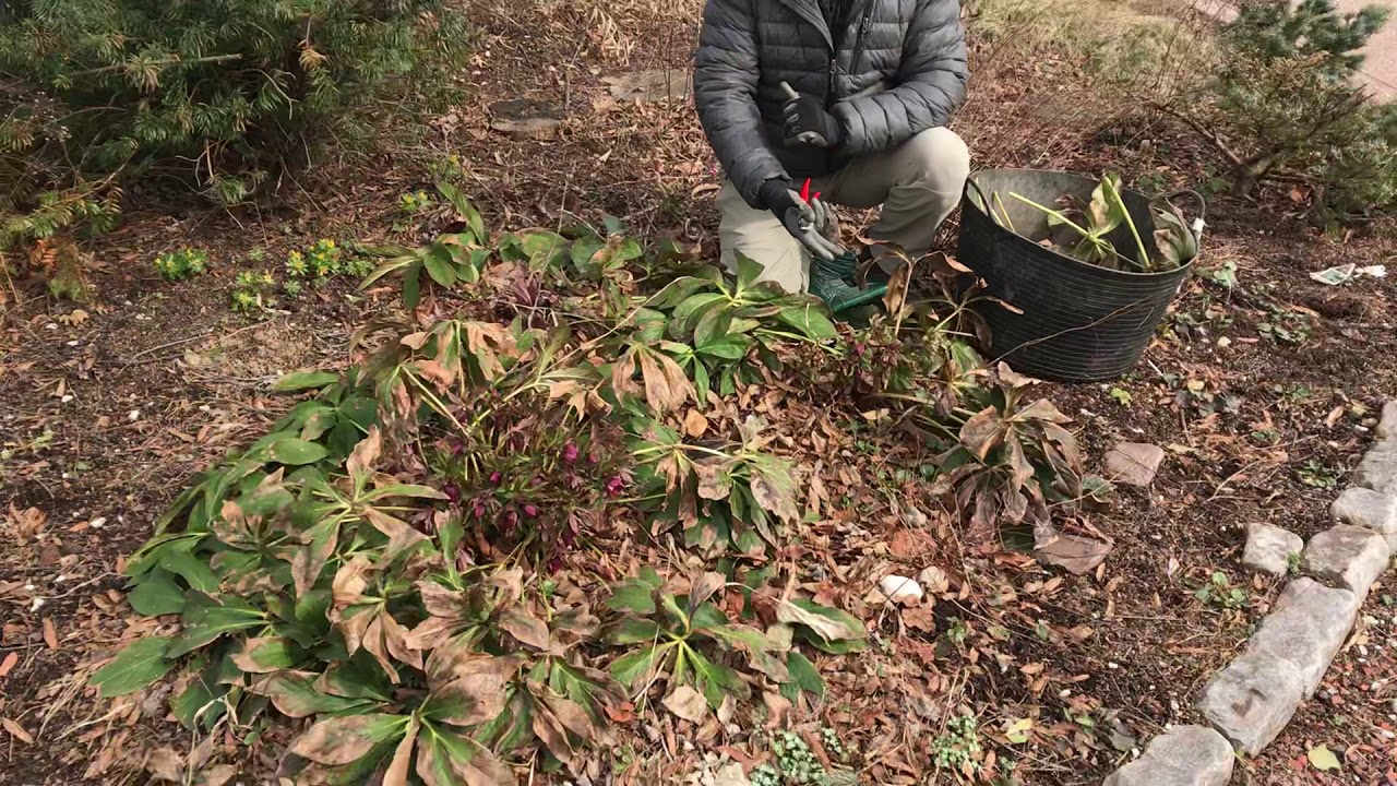 How To Maintain Lenten Roses (Hellebores)