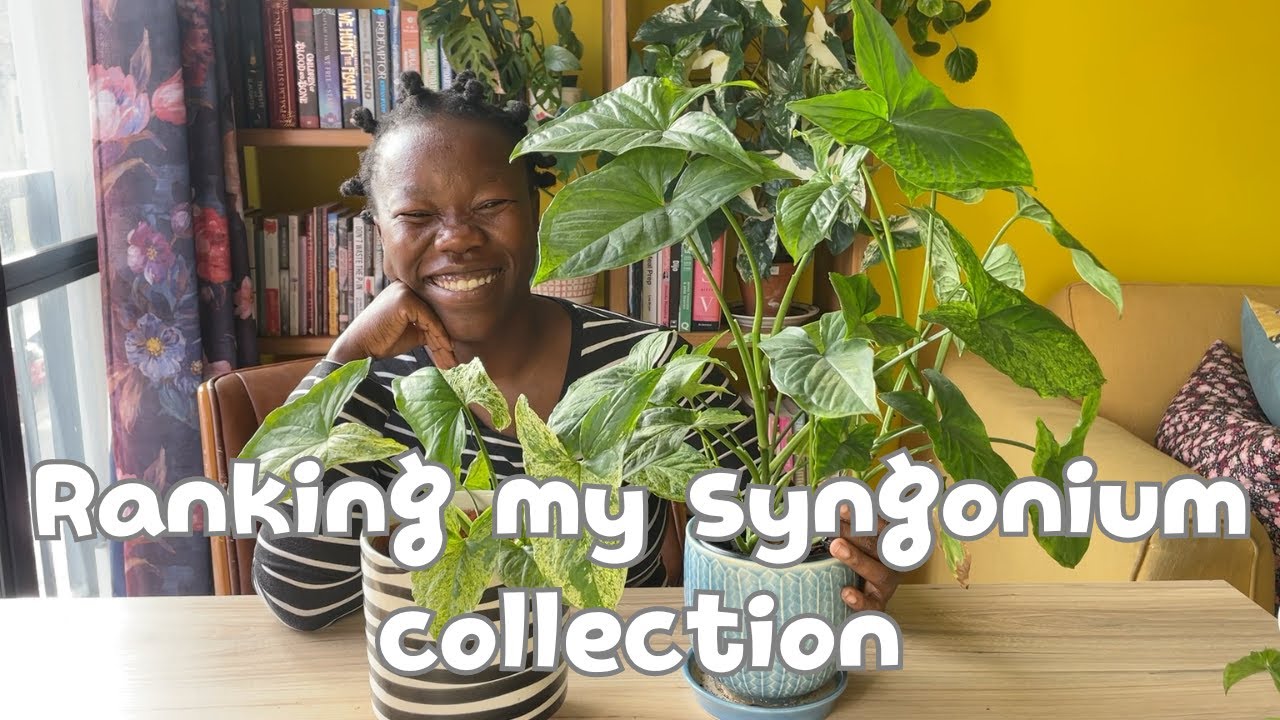 Ranking my syngonium collection | from least favourite to most favourite ❤️