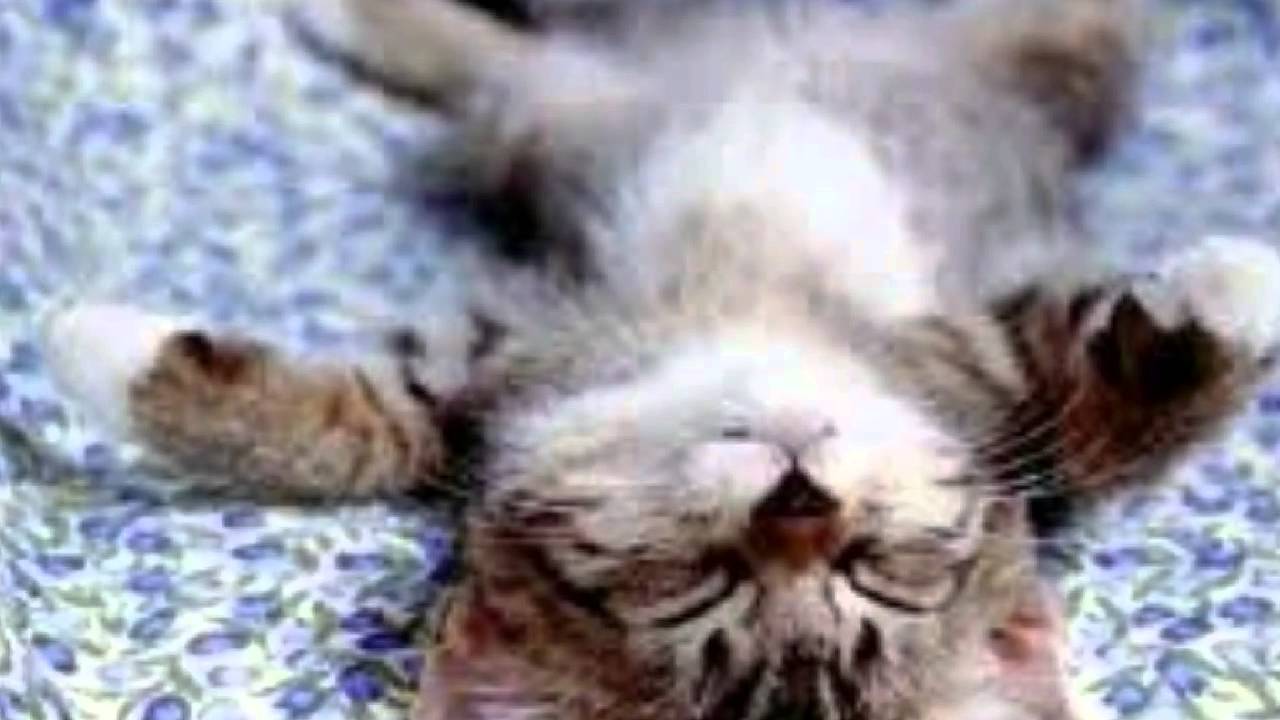 Katzen und Hunde mix