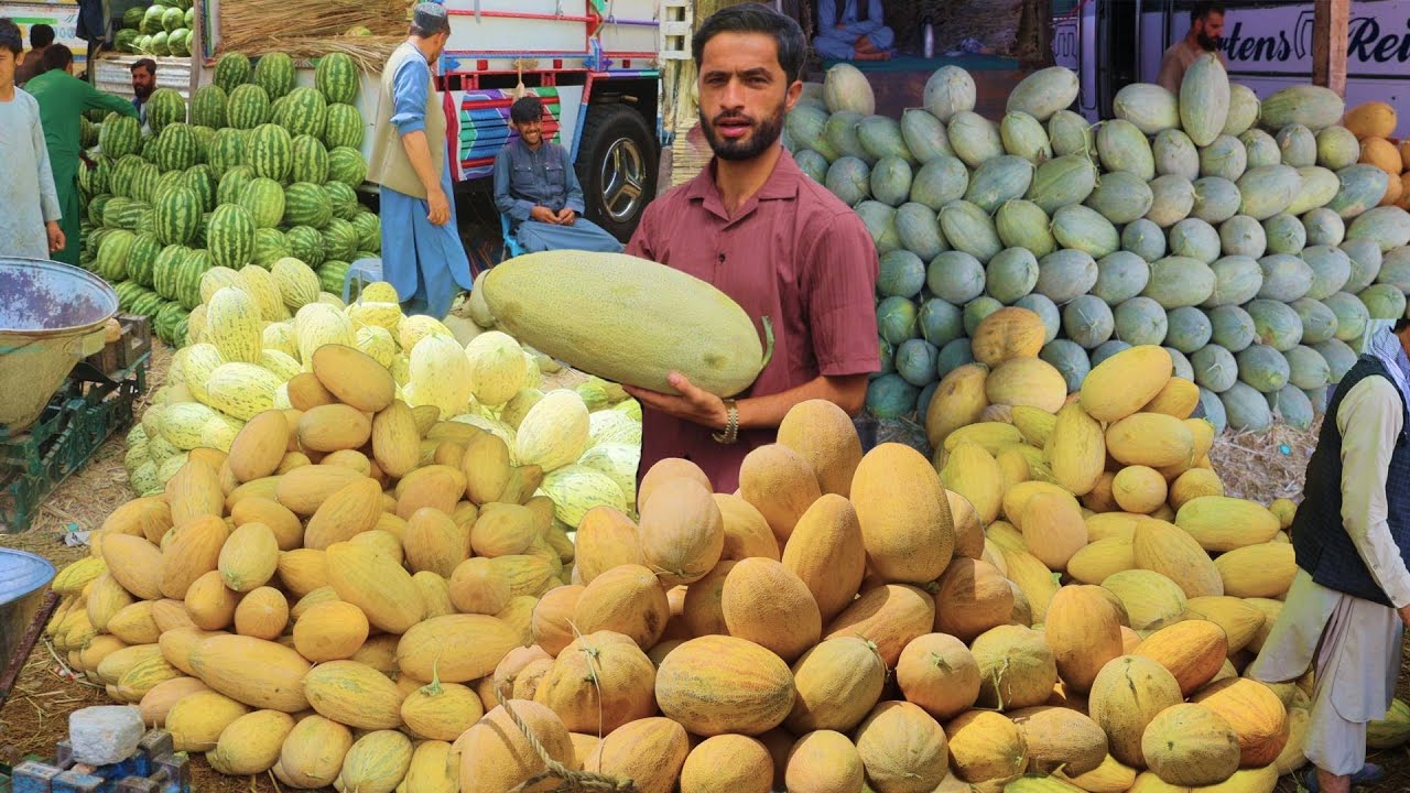 Melon And Watermelon, گزارش توحید،مارکیت لیلام خربوزه کابل، خربوزه عسقلانی، خربوزه کندز و بغلان