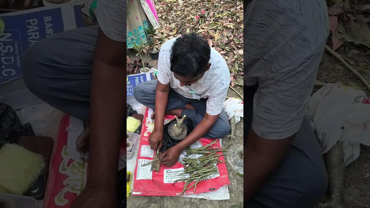 Adenium grafting