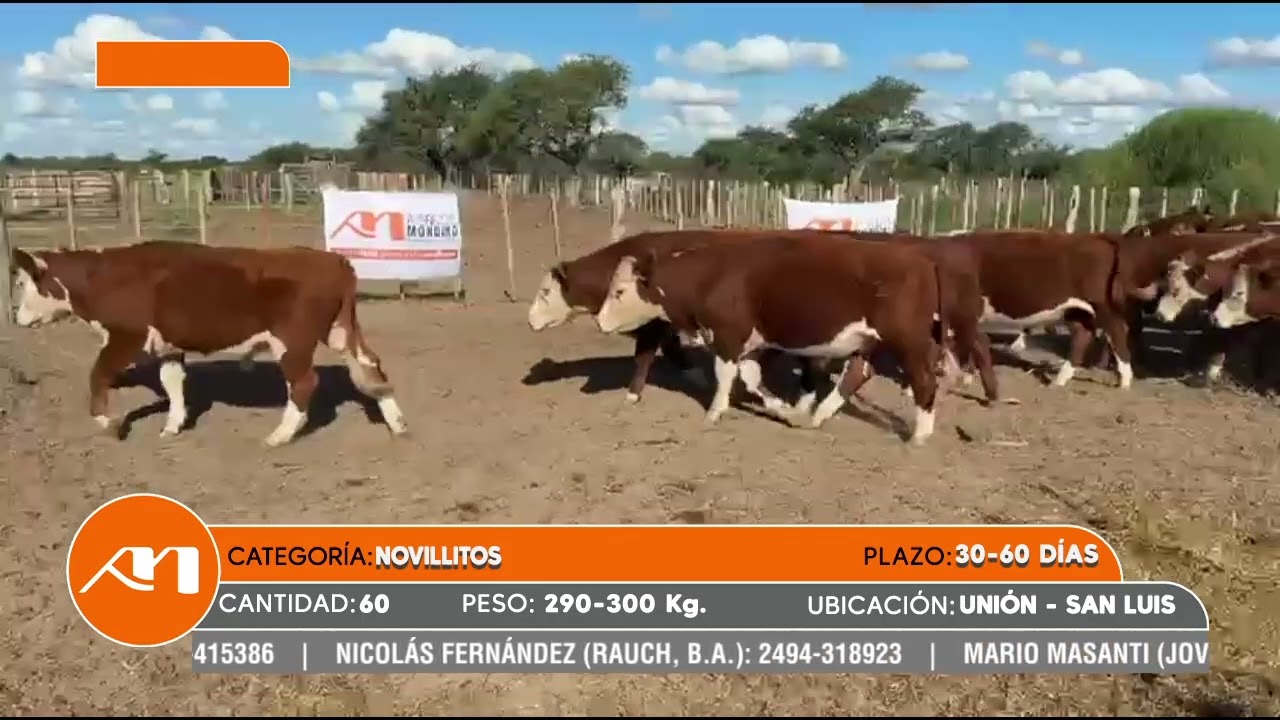 LOTE 90