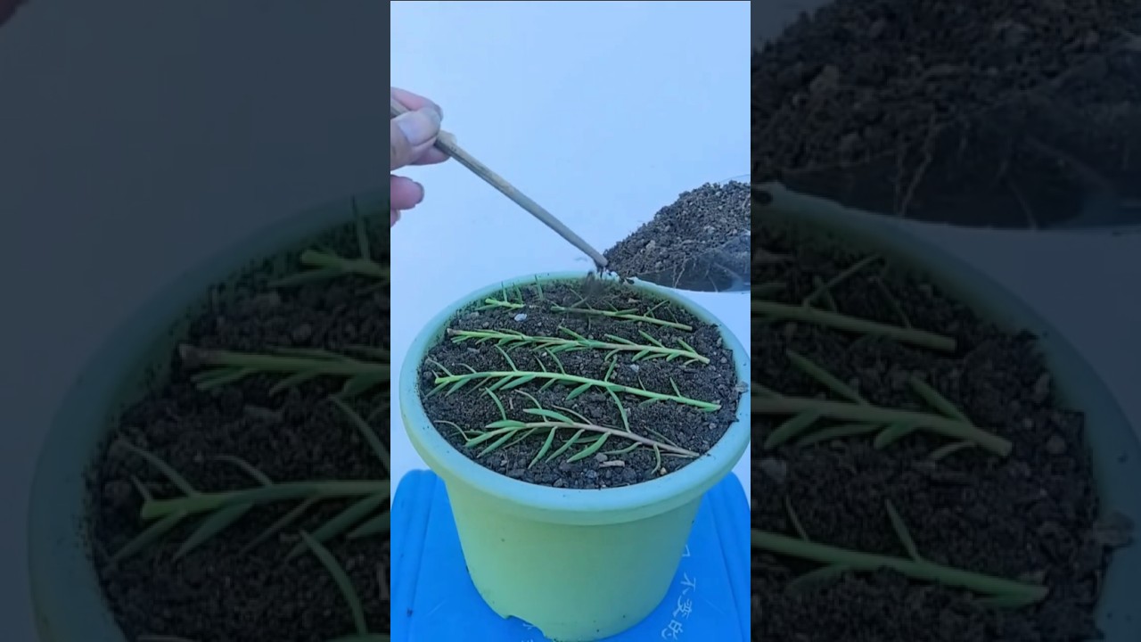 Planting propagation portulaca flower #shorts #plants #garden #flowers