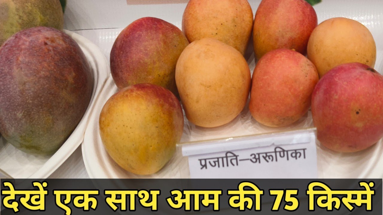 देखिए एक साथ आम 75 किस्में। बहुत सी किस्मों का इसमें से  आप पहली बार नाम सुनेंगे।#mango #mangoseason