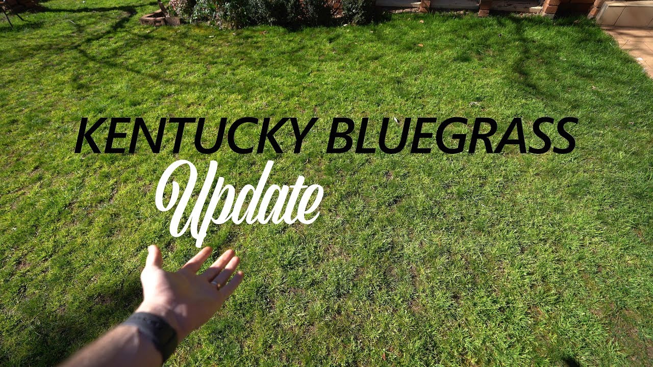 Kentucky Bluegrass Update // How Bad Is It?