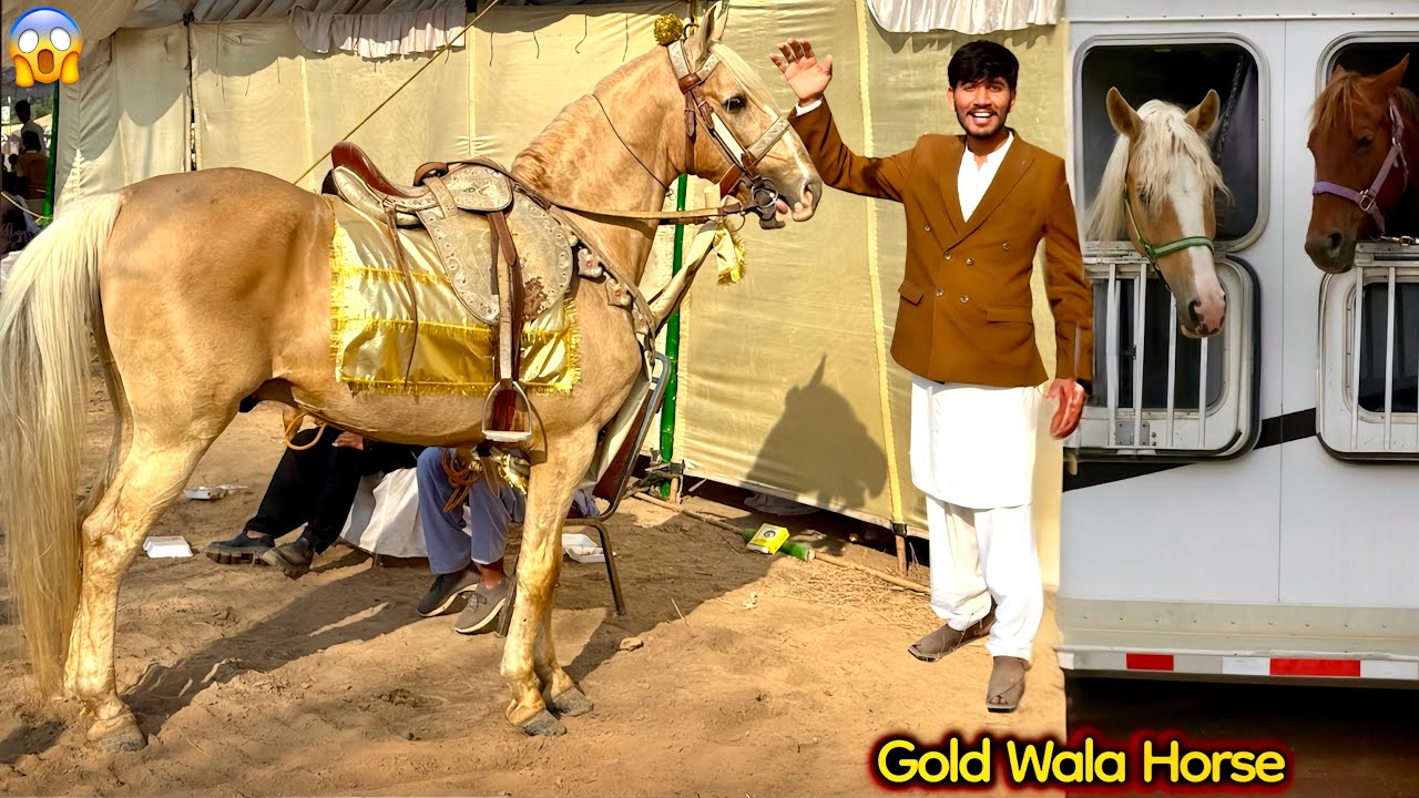 GOLD KA HORSE🐴 AA GYA 😱 NEZA BAZI FIRST DAY BIG CHALLENGES 