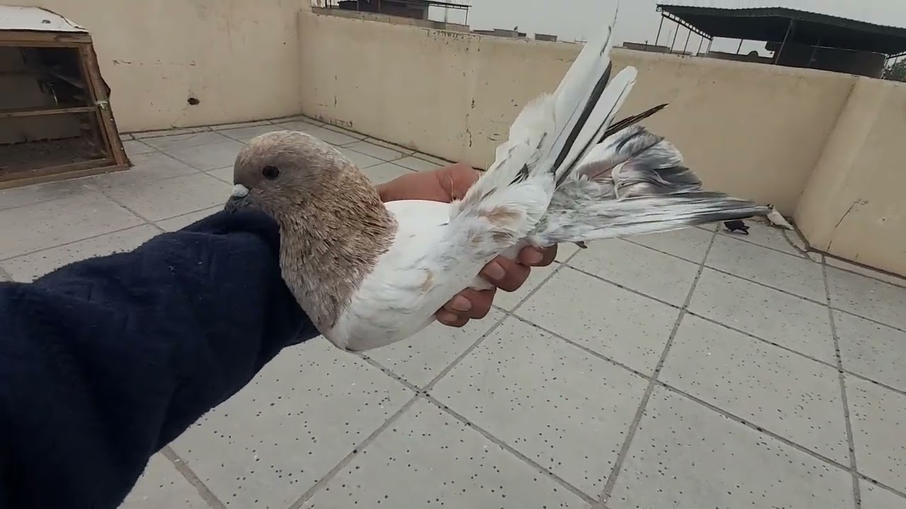 روحت ثنين🥺صيد ثنين😱