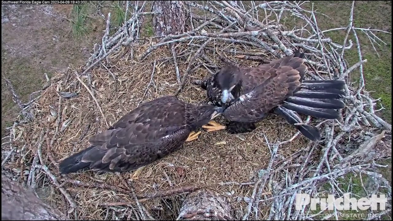 part17  池の女王 姉にしでかす【SWFL Eagles】シングルファザー女難の日々 〜Southwest Florida Eagle Cam 鷲〜