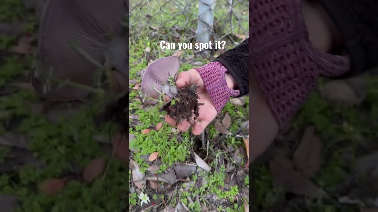 Can you spot the blewitt mushroom?