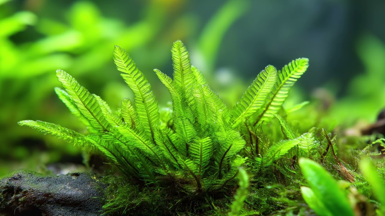 Phoenix Moss – Quiet Layers of Green | Calm Aquatic Environment