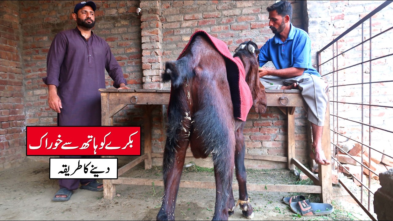How To Hand Feed A Goat | Goat Farming Tips For Beginners Amir Doger Lahore 2026