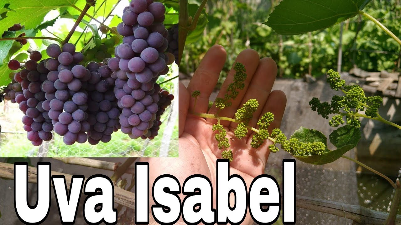 Uva Isabel .