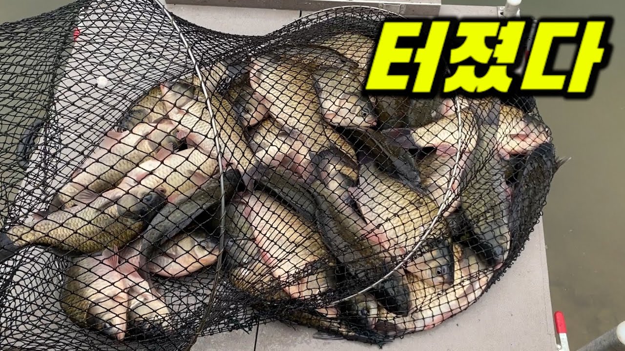 explosive fishing!!!!!! 50carps in a day