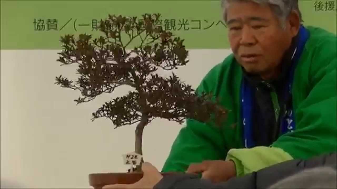 さつき盆栽の講習会 ４鉢目 Making Satsuki Bonsai