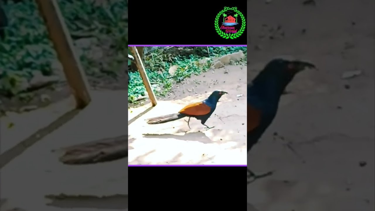 Chempothu | Uppan | Lucky Bird Coucal | Funny Dub 🤣😂🤣 
