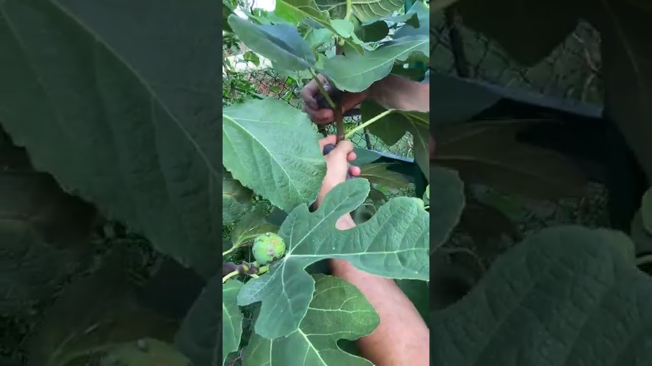 Azores Dark Fig Review