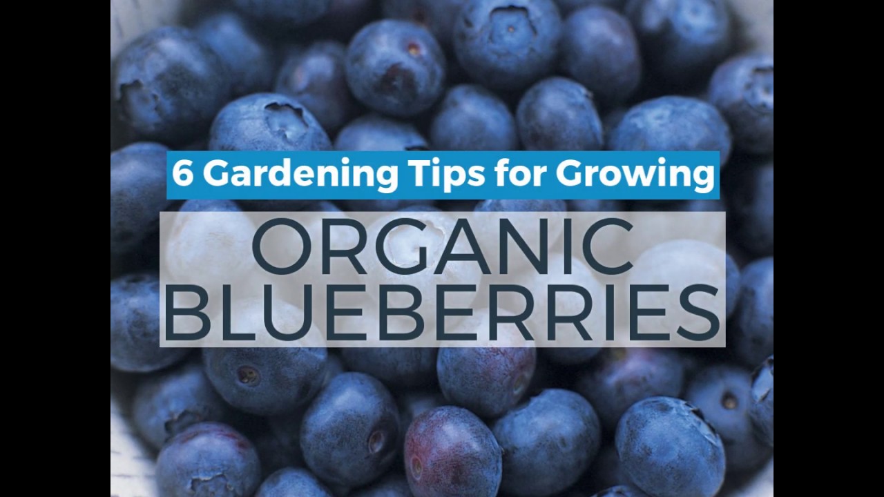 How to Grow Organic Blueberries from Seed