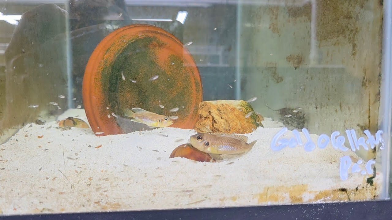 Gold Ocellatus Breeding Pair with Fry