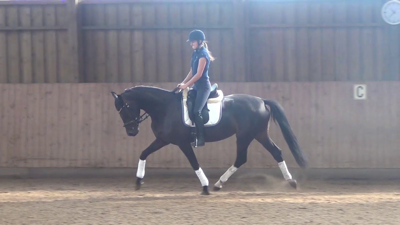 Damsey-Lauries Crusador xx mare * 2014 for sale