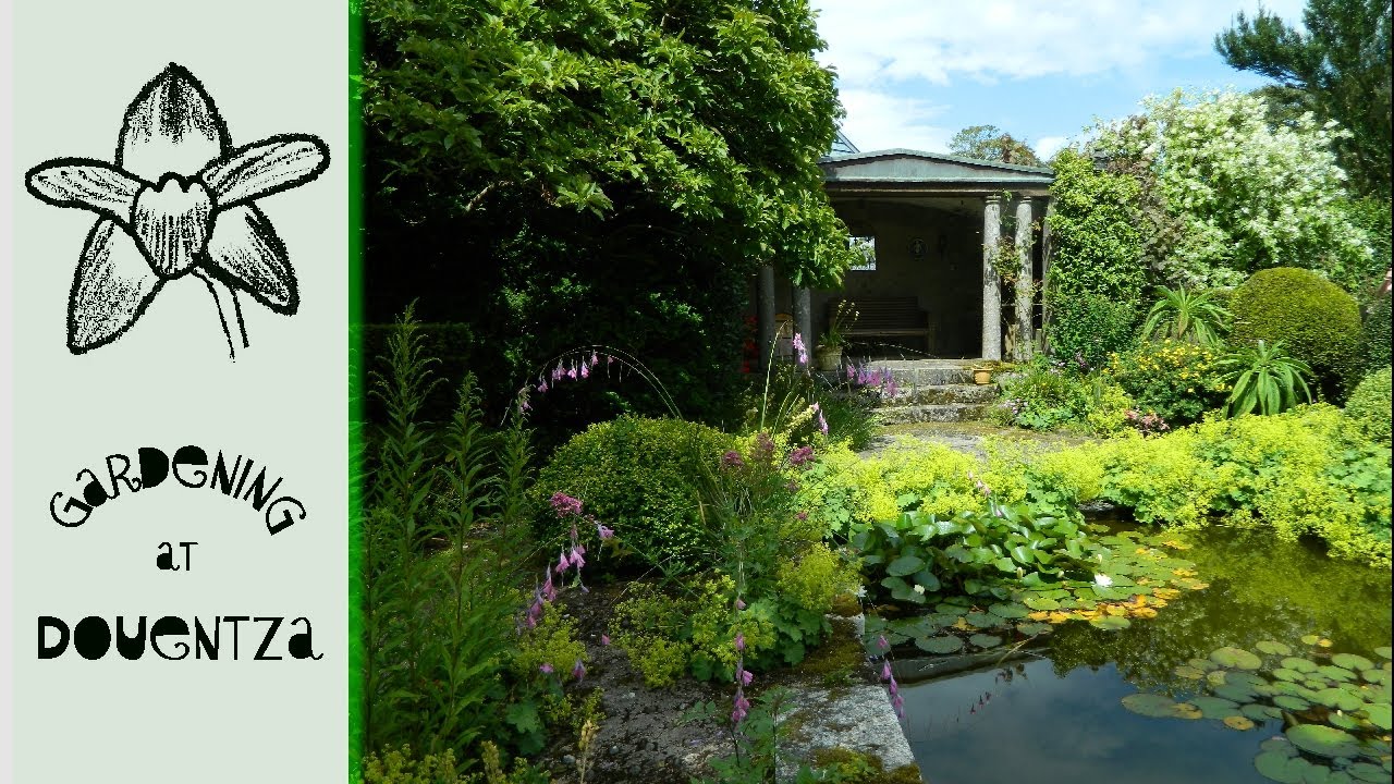 Outdoor Bananas in Ireland - Kilmokea Gardens & its Micro Climate
