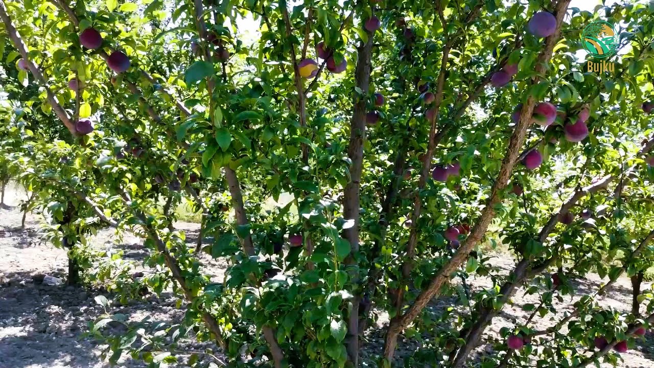 Bujku - Kumbulla pa emer, ne Fortese te Rahovecit