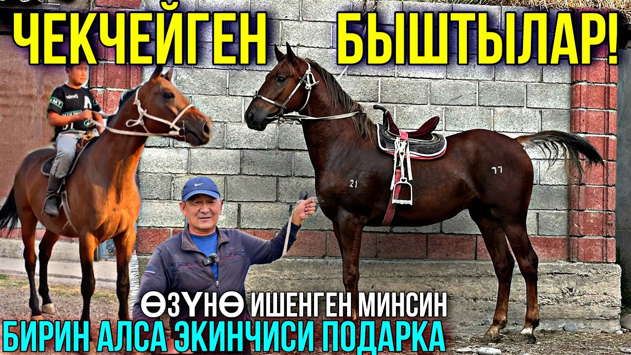 КАМАЛ АКАДАН 1 АЛСА 2ЧИСИ ПОДАРКА 🤯#horse