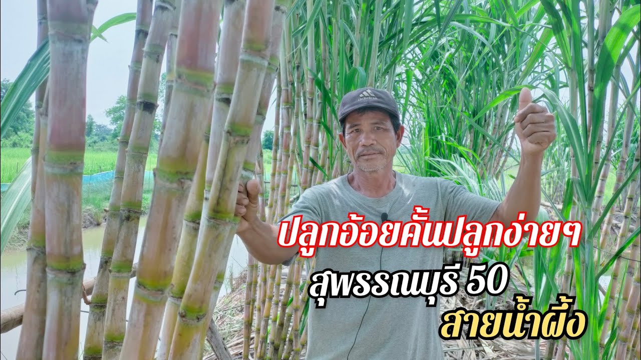 ปลูกอ้อยคั้นสดสายพันธุ์ สุพรรณบุรี50และสายนํ้าผึ้ง ปลูกง่ายๆโตเร็ว ขายเอง รสชาติดี หอมหวาน