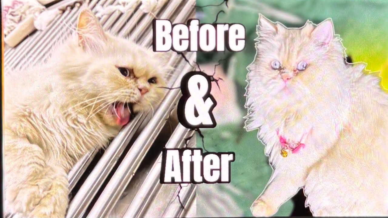 “Post-Spay Recovery: A Day in My Pet’s Life 💗😿” #cat #recoveryjourney #catlovers 