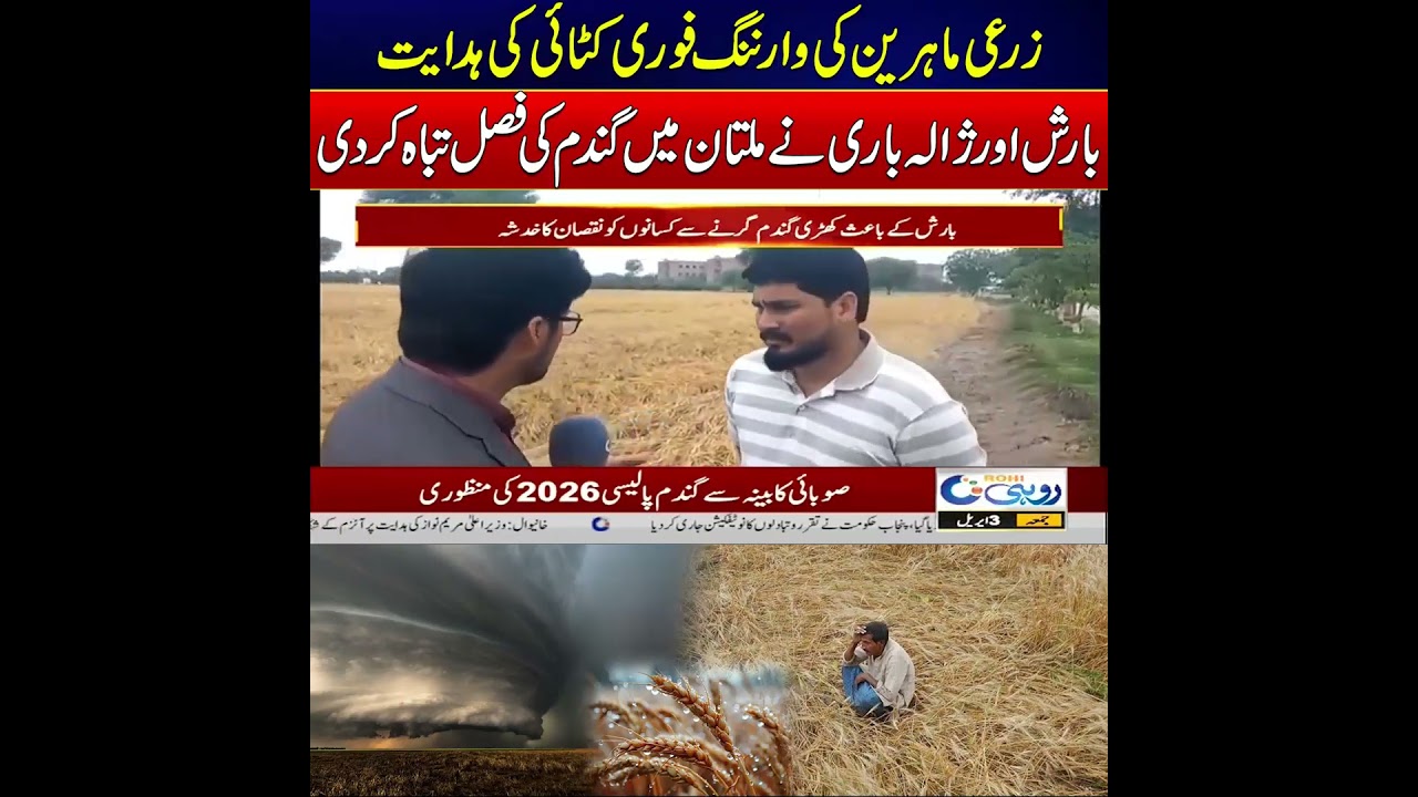 Experts Issue Urgent Alert After Crop Damage in Multan | News Update