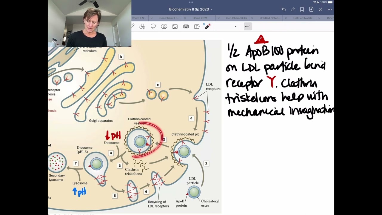 Receptor Mediated Endocytosis of LDL Particles