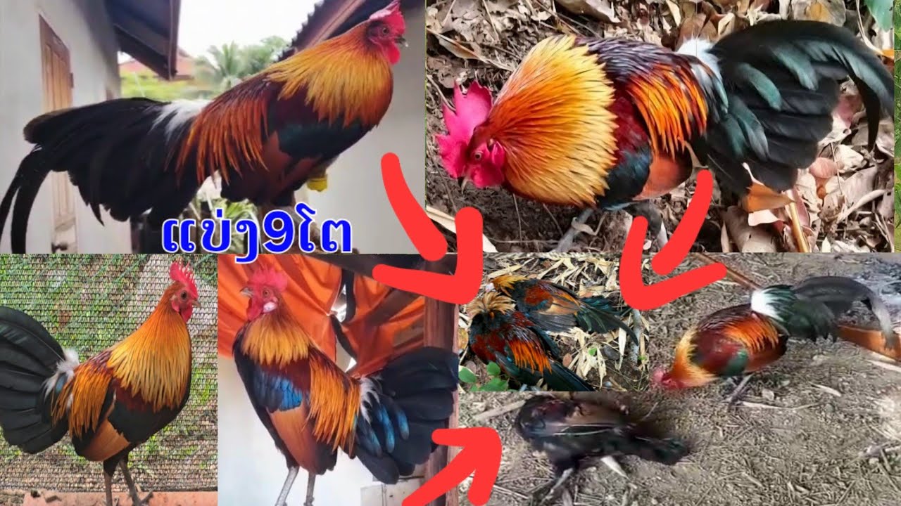Qaib dib qaib qus xyoo 2026 nyiam noog tau 