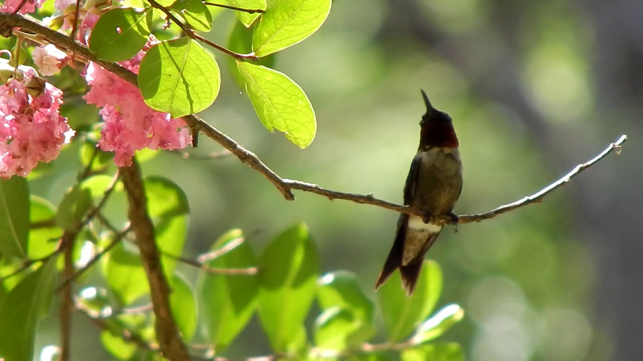 Relaxing with Hummingbirds